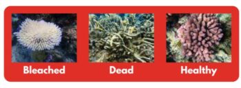 Illustration d’image de coraux blanchi, mort et sain Illustration d’image de coraux blanchi, mort et sain